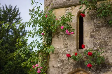 Beaudesert Buzz image